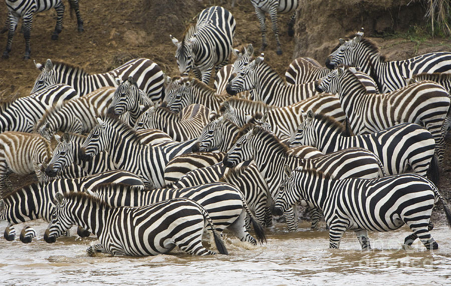 Zebras Crossing Mara River, Kenya #3 Photograph by John Shaw