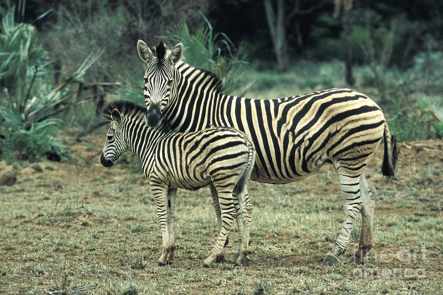 Zebras #3 Photograph by Mark Newman