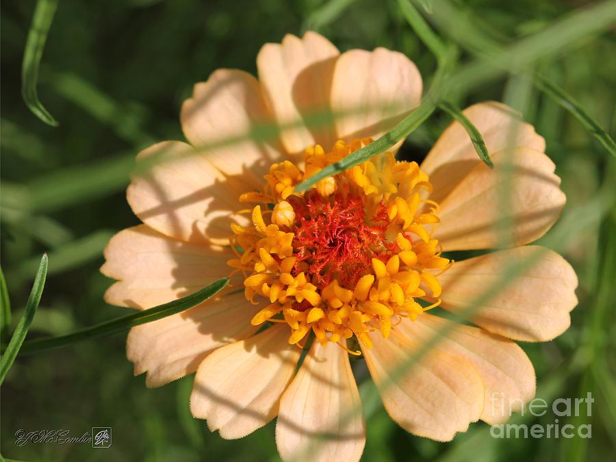 Flower Photograph - Zinnia from the Candy Mix #14 by J McCombie