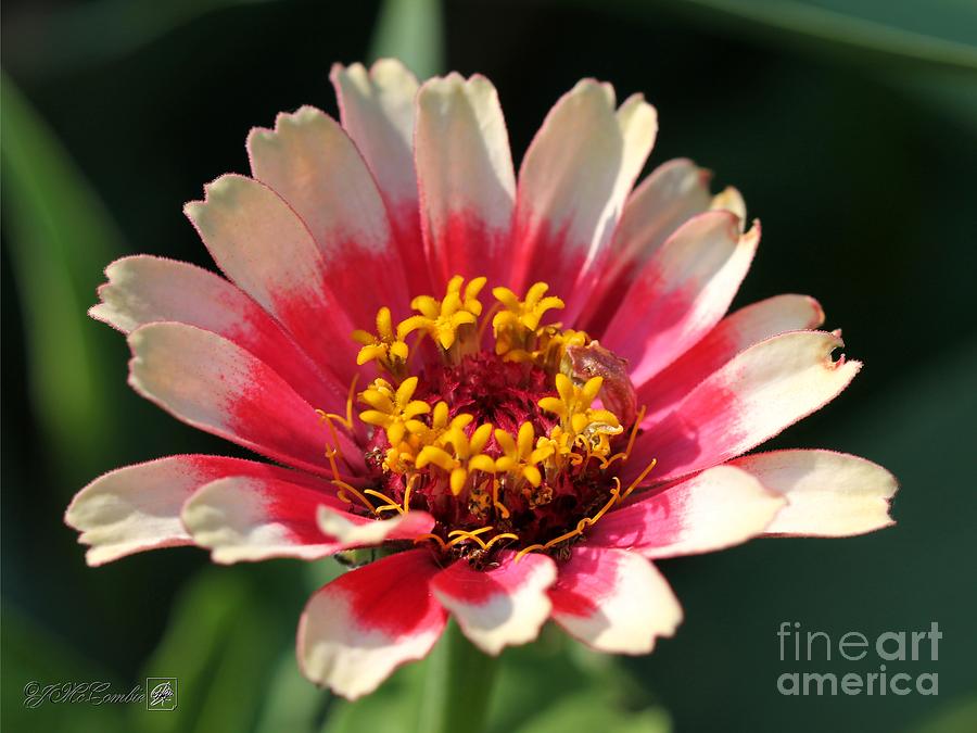 Flower Photograph - Zinnia from the Whirlygig Mix #3 by J McCombie