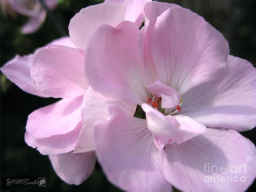 Zonal Geranium named Tango Light Orchid #3 Photograph by J McCombie