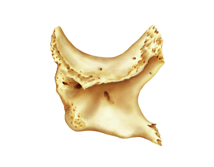 Zygomatic Bone Photograph By Asklepios Medical Atlas Pixels 4043
