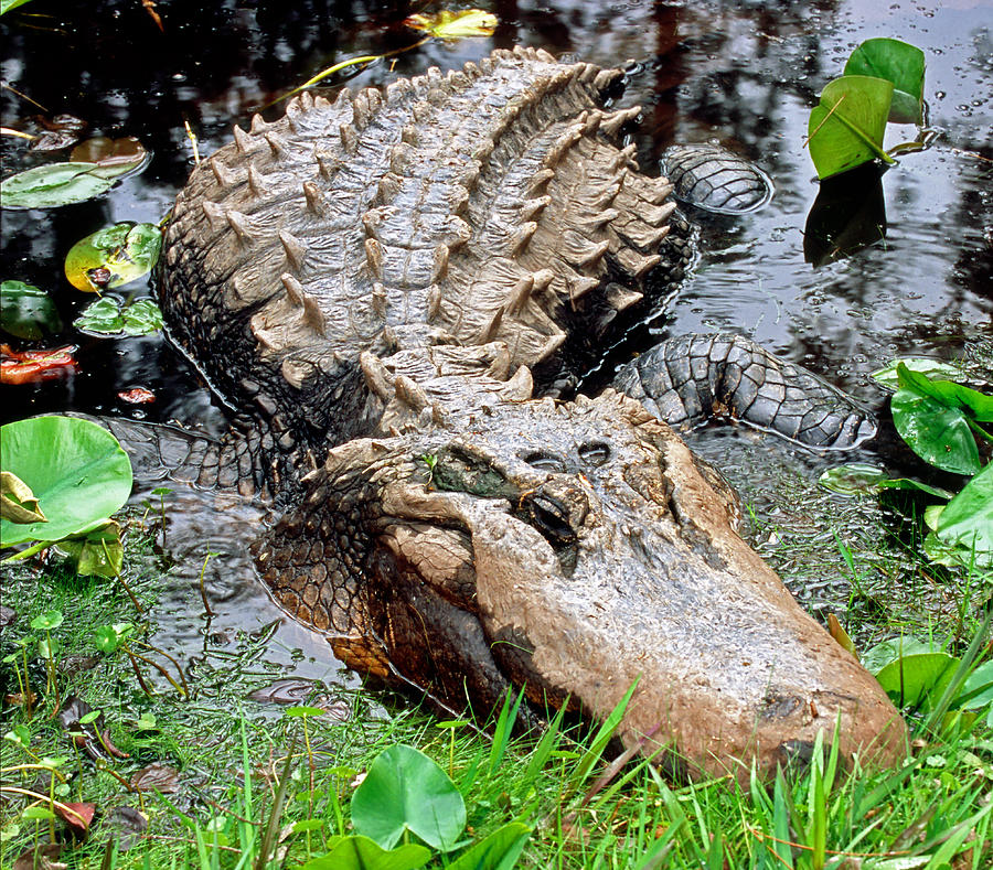 American Alligator #30 by Millard H. Sharp