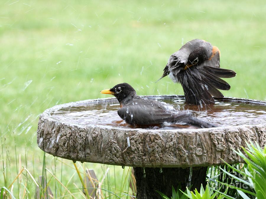 American Robin #30 Photograph by Jack R Brock