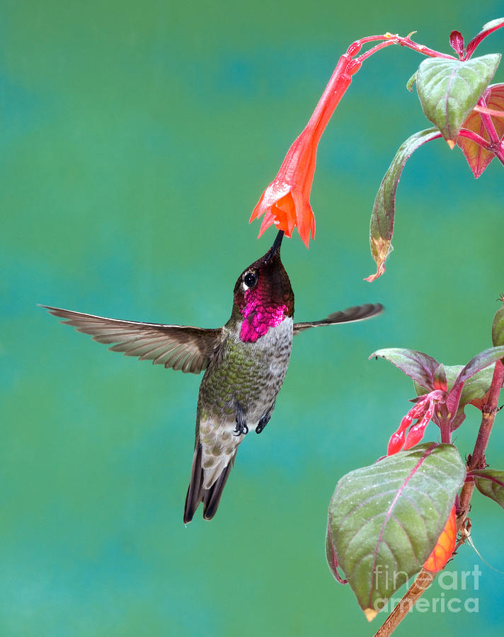 Annas Hummingbird #30 Photograph by Anthony Mercieca