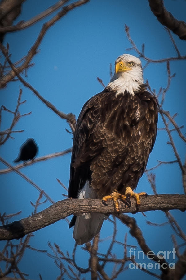 Bald Eagle #30 Photograph by Ronald Grogan