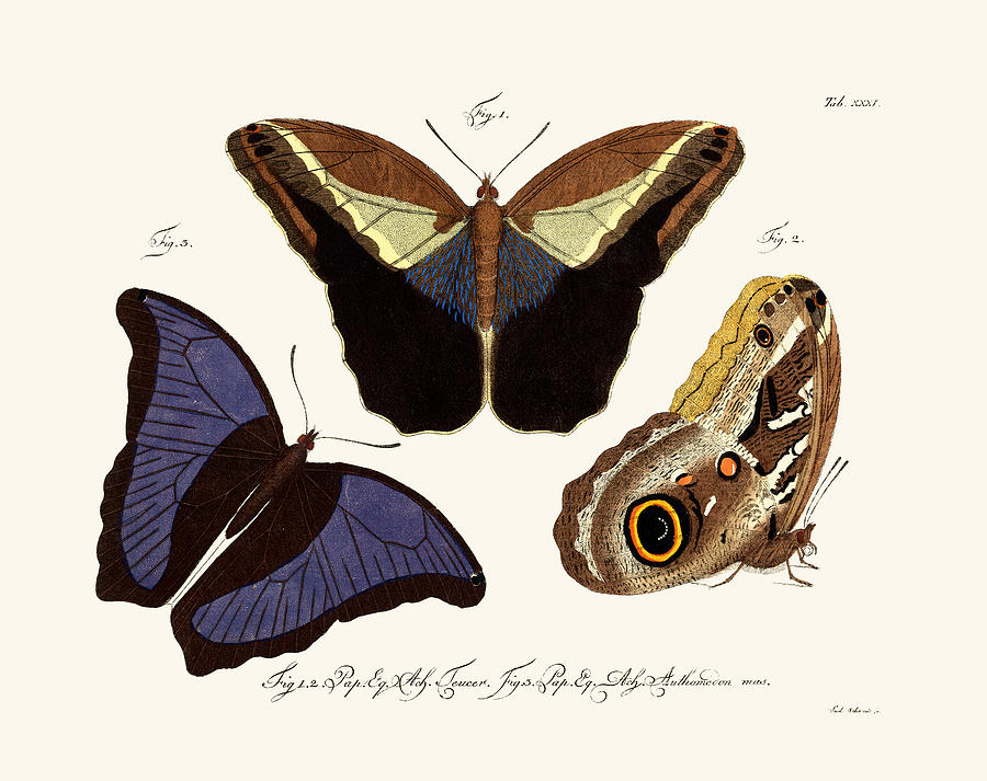 Butterfly Drawing - Butterflies #30 by Splendid Art Prints