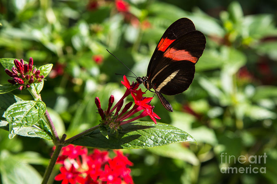 Butterfly in the Wild Photograph by Rene Triay FineArt Photos