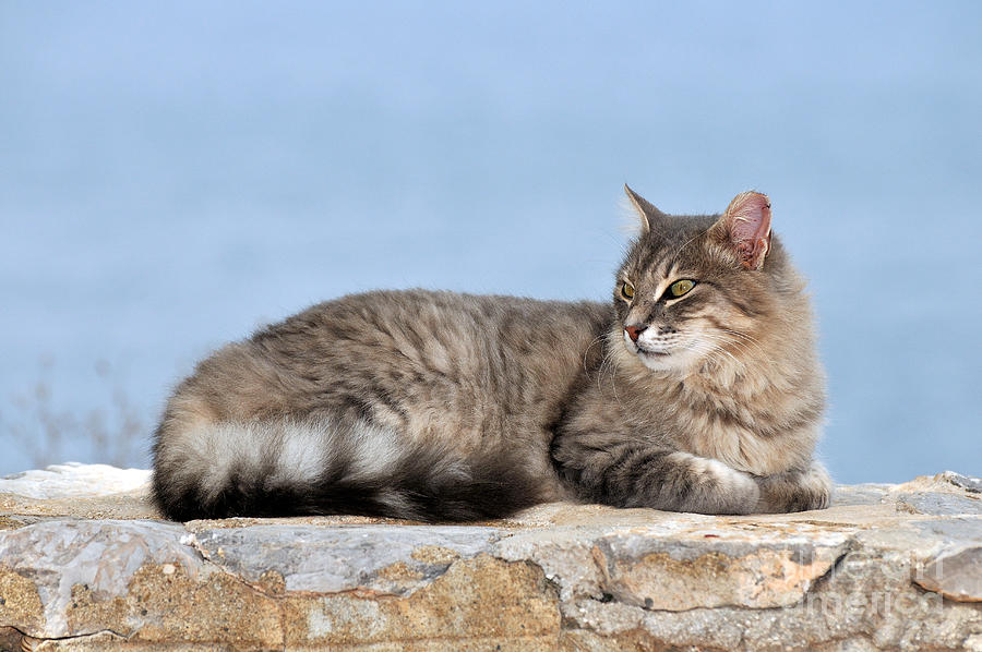Cat in Hydra island #3 Photograph by George Atsametakis