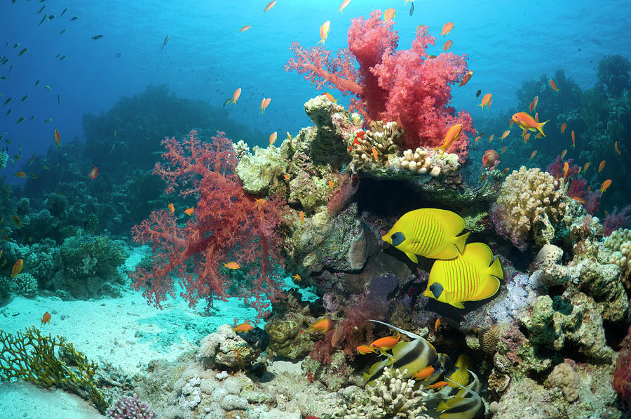 Coral Reef Scenery #30 by Georgette Douwma