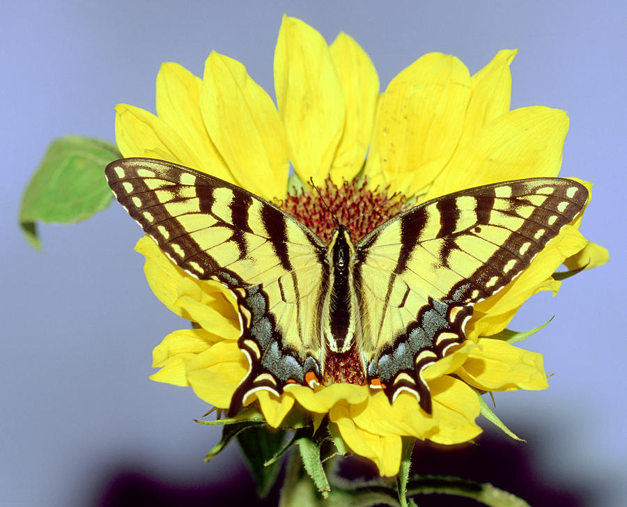 Eastern Tiger Swallowtail Butterfly #30 Photograph by Millard H. Sharp