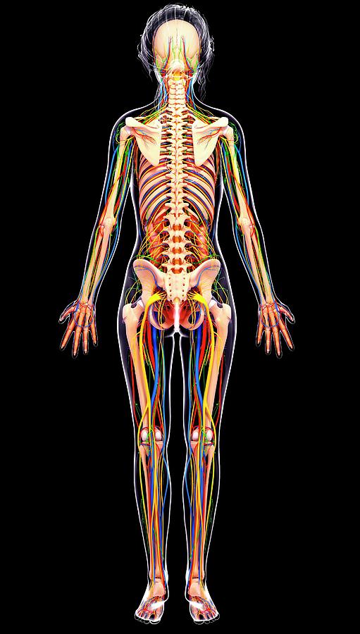 Female Anatomy Photograph by Pixologicstudio/science Photo Library ...