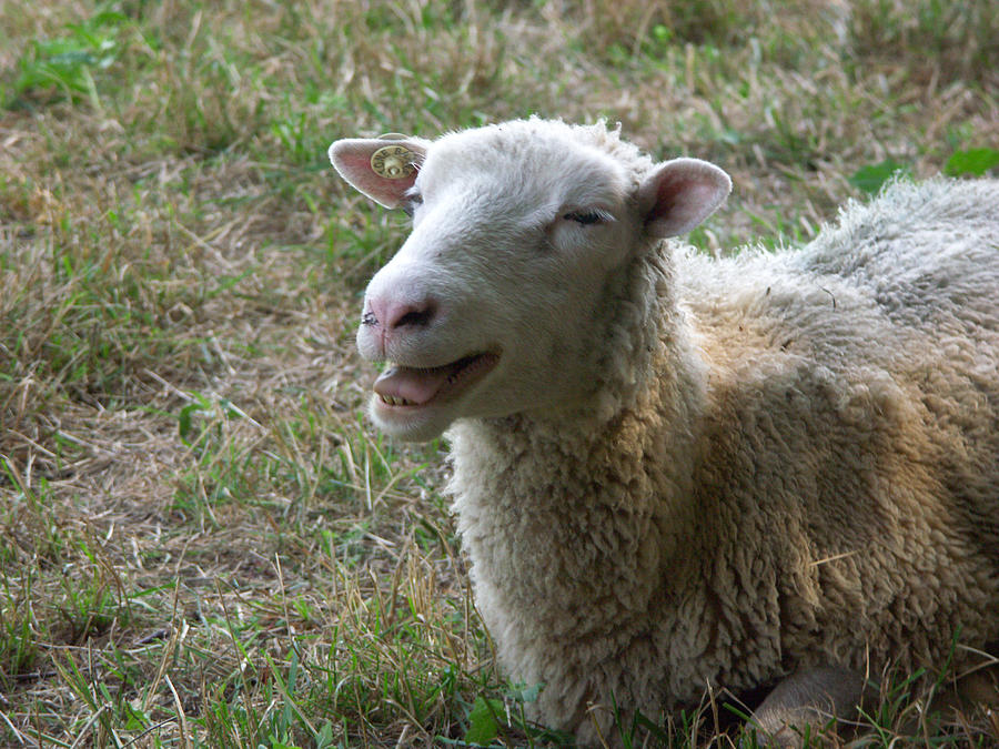 Finnish Dorset Sheep Photograph by Bonnie Sue Rauch | Pixels