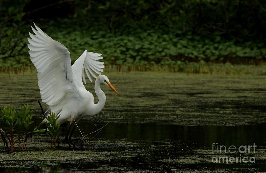 Great Egret #30 Photograph by Jack R Brock