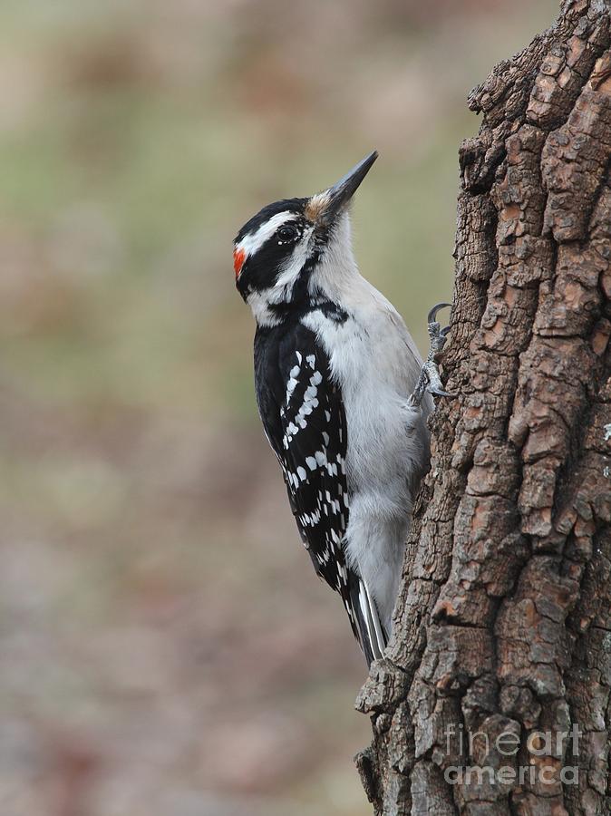 Hairy Woodpecker #30 Photograph by Jack R Brock