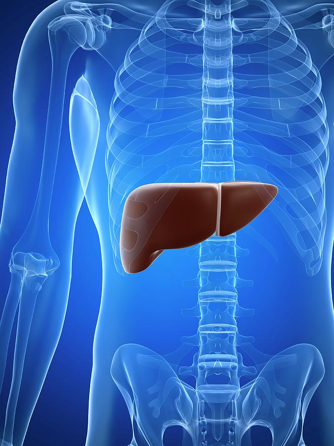 Healthy Liver Photograph by Sciepro/science Photo Library - Fine Art ...