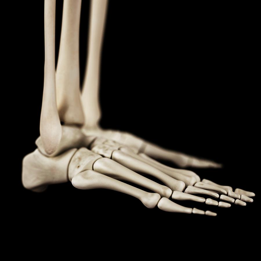 Skeleton Photograph - Human Foot Bones #30 by Sebastian Kaulitzki