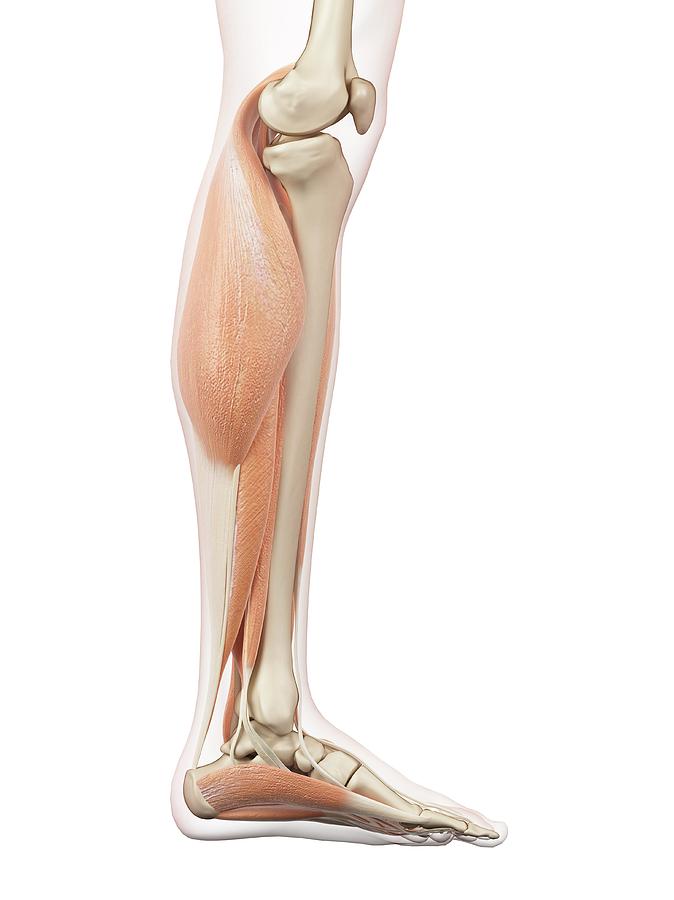 human leg parts