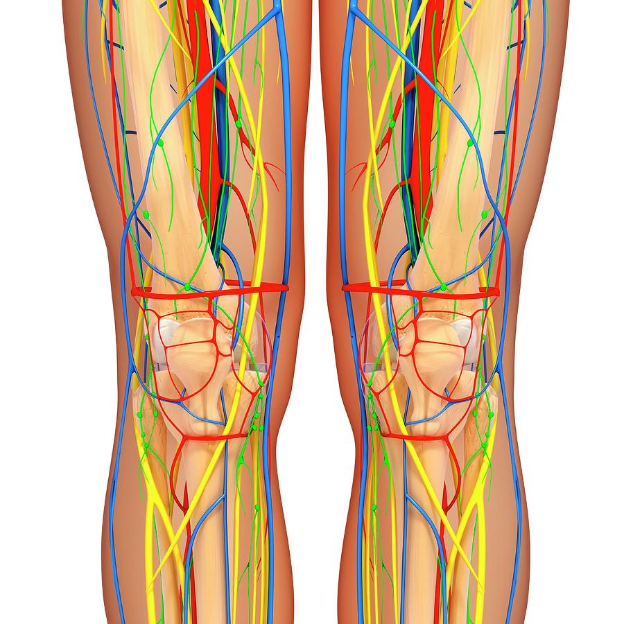 Knee Anatomy #30 Photograph By Pixologicstudio Science Photo Library 