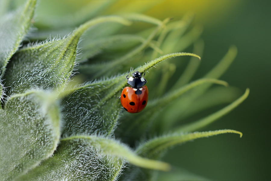 Ladybug Photograph - Ladybug #30 by Heike Hultsch