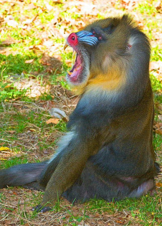 Mandrill Photograph by Millard H. Sharp - Fine Art America