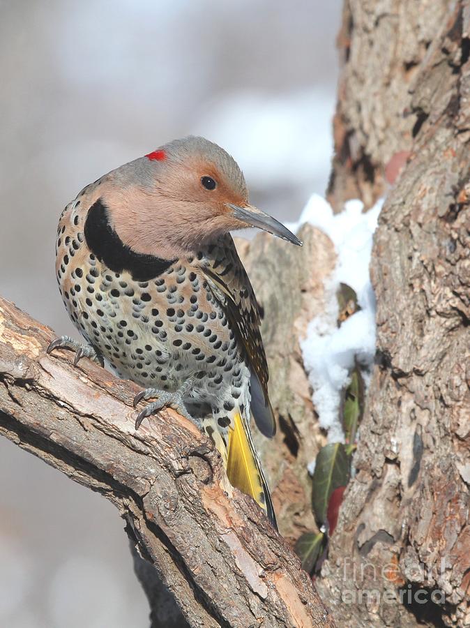 Northern Flicker #30 Photograph by Jack R Brock