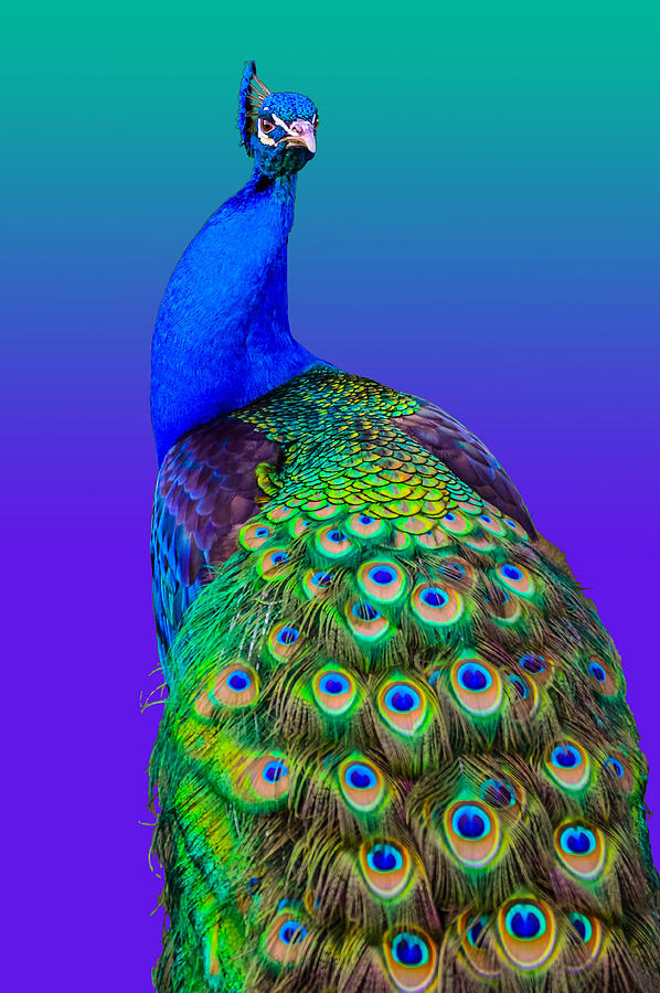 Peacock #30 Photograph by Brian Stevens