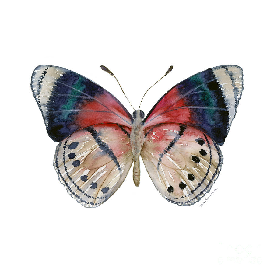 Butterfly Painting - 30 Perisama Vaninka Butterfly by Amy Kirkpatrick