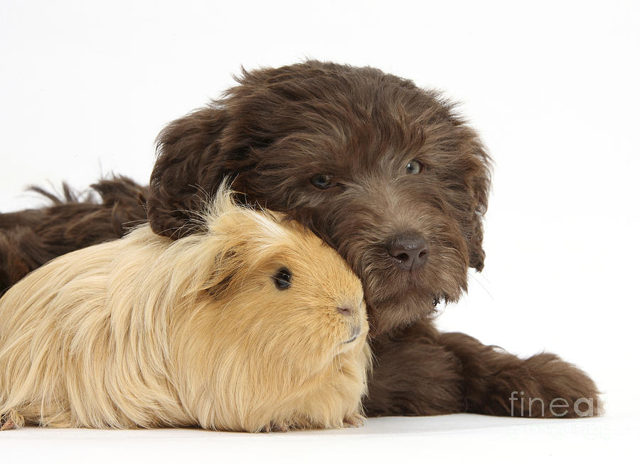 Puppy And Guinea Pig #30 Photograph by Mark Taylor