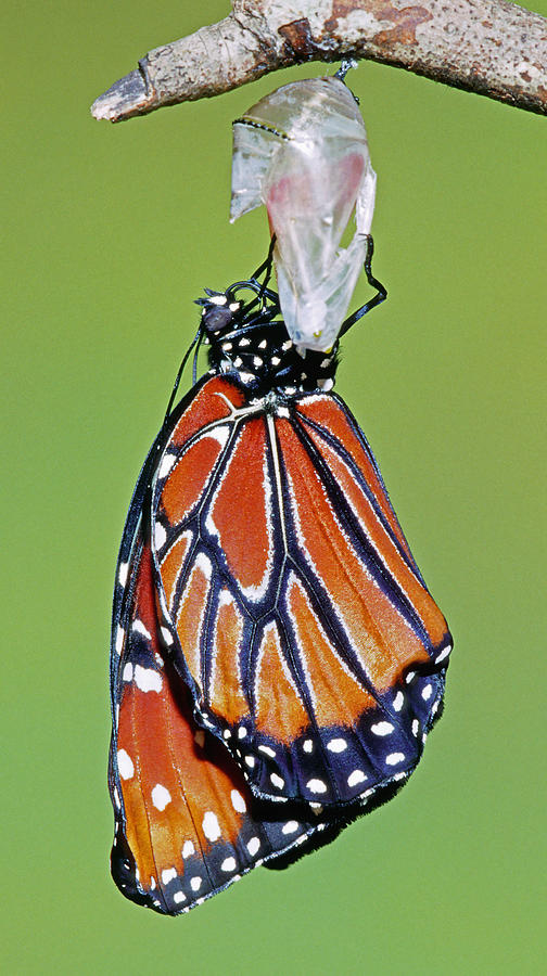 Queen Butterfly #30 Photograph by Millard H. Sharp