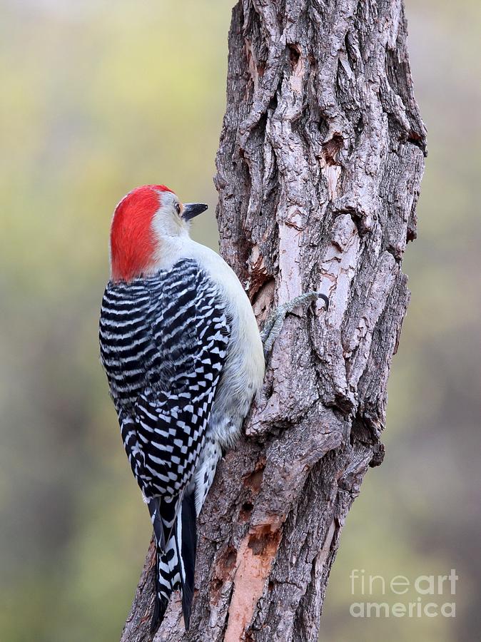 Red-bellied Woodpecker #30 Photograph by Jack R Brock