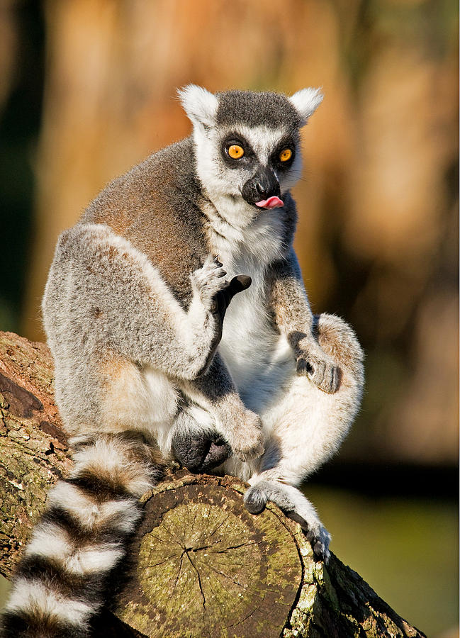 Ring Tailed Lemur #30 Photograph by Millard H. Sharp
