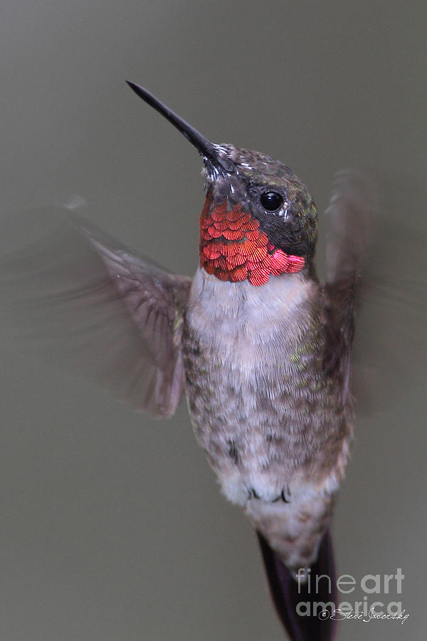 Ruby Throated Hummingbird #36 Photograph by Steve Javorsky