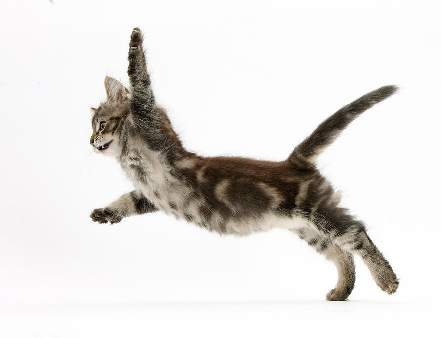 Tabby Kitten Photograph by Mark Taylor - Fine Art America