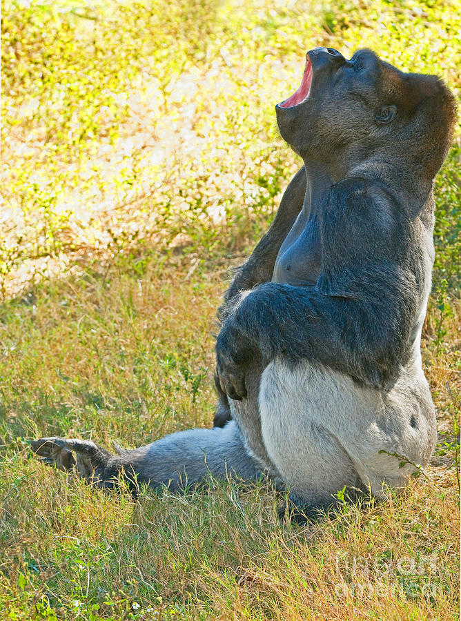 Western Lowland Gorilla #30 Photograph by Millard H. Sharp