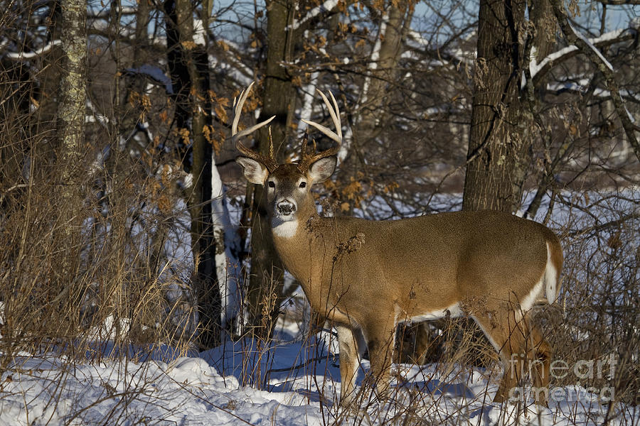 White-tailed Deer In Winter #30 Photograph by Linda Freshwaters Arndt