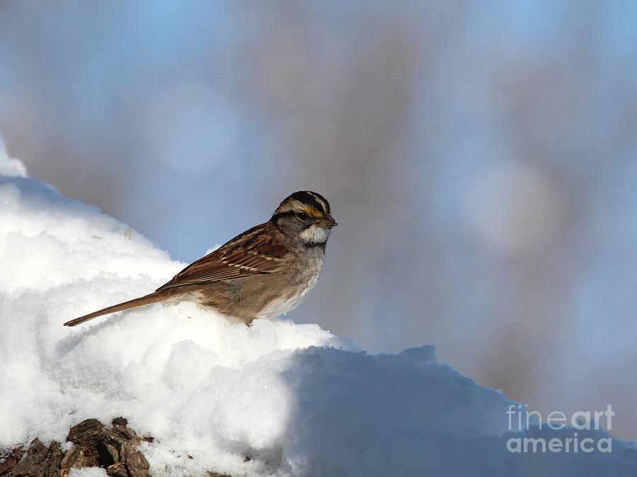 White-throated Sparrow #30 Photograph by Jack  R Brock