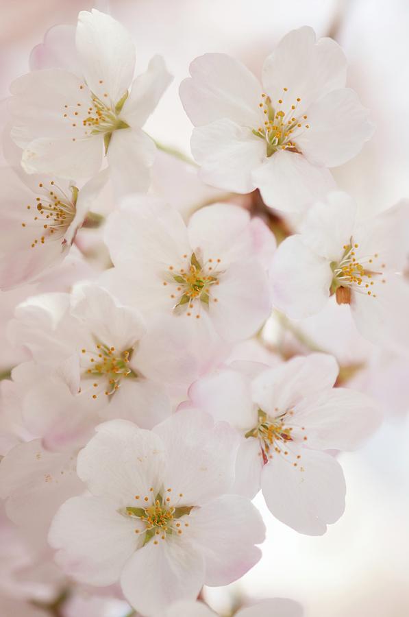 Yoshino Cherry (prunus X Yedoensis) #30 Photograph by Maria Mosolova