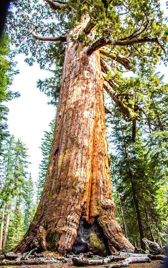 300-foot-tall-trees-photograph-by-brian-williamson-pixels