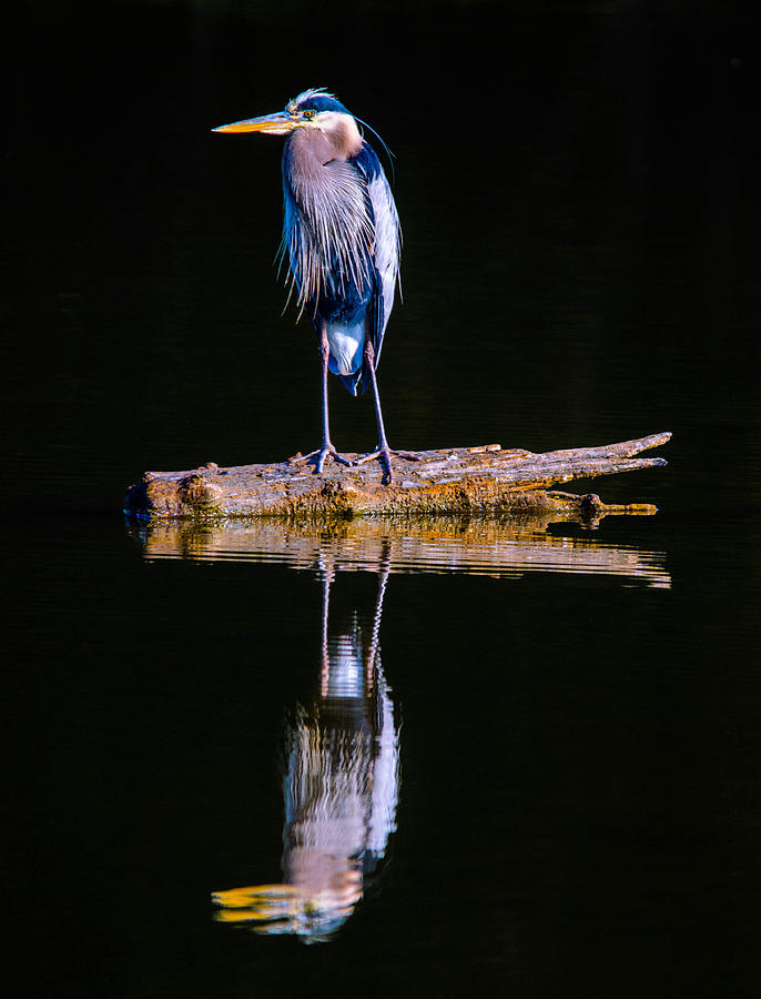Great Blue Heron #40 Photograph by Brian Stevens