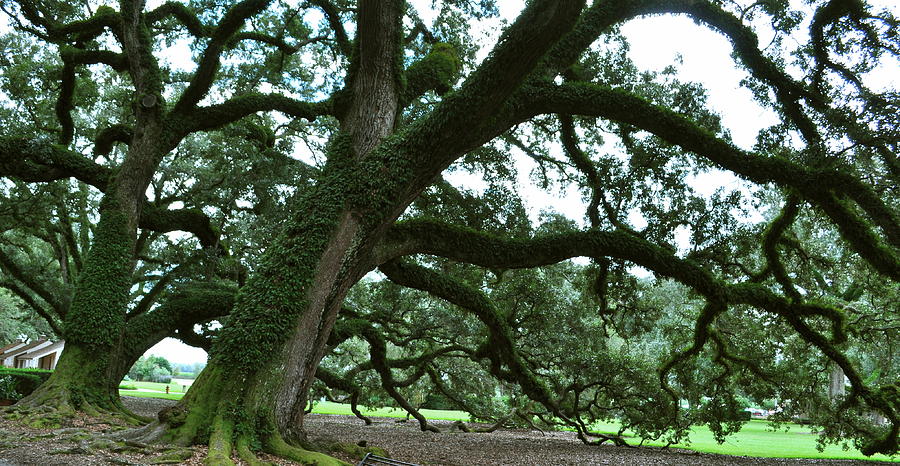 300 Year Old Trees Photograph by Carolyn Lombardo - Fine Art America