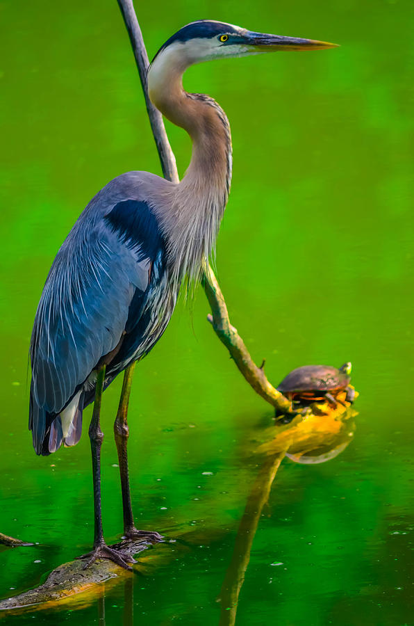 Great Blue Heron #301 Photograph by Brian Stevens