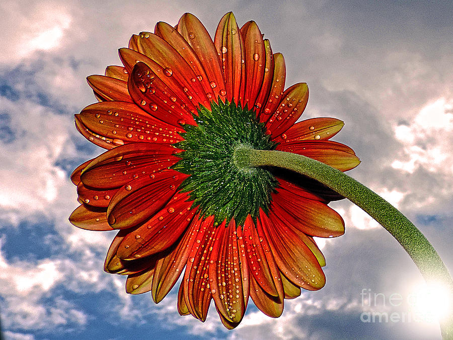 Flower Photograph - 3014-red Gerber by Elvira Ladocki