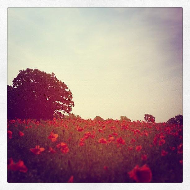 Poppy Photograph - Field of Red by Callum Rubery