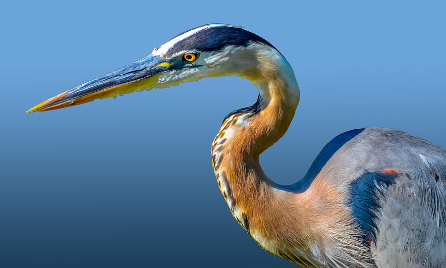 Great Blue Heron #304 Photograph by Brian Stevens