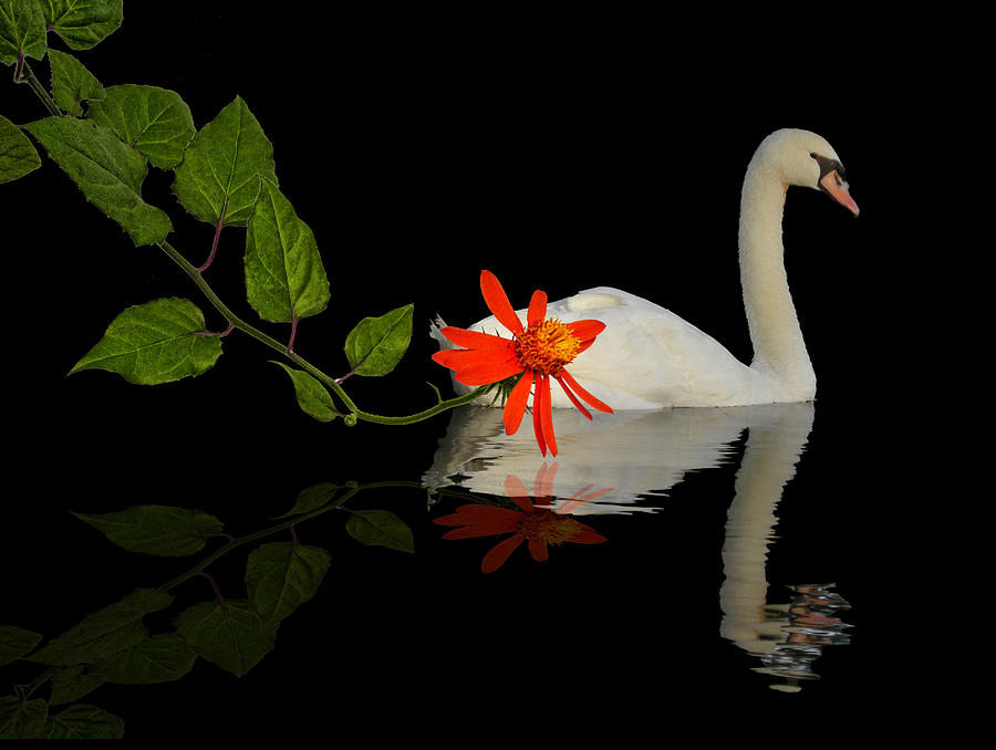 Swan Photograph - 3044 by Peter Holme III