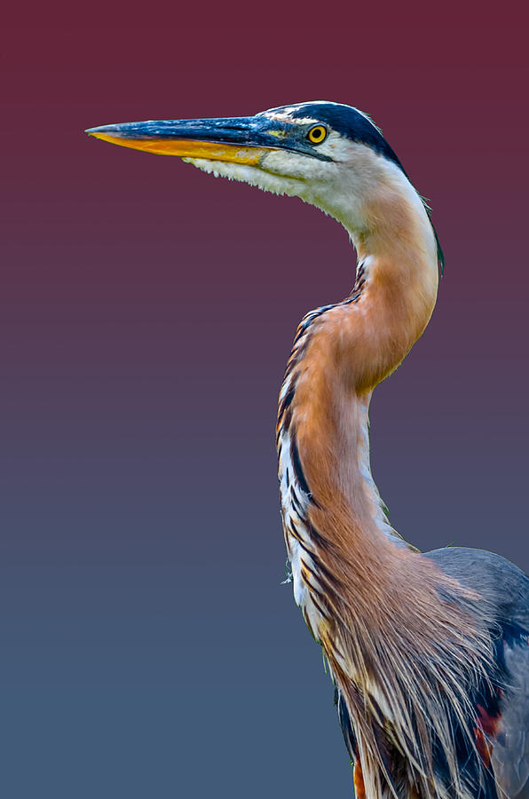 Bird Photograph - Great Blue Heron #305 by Brian Stevens