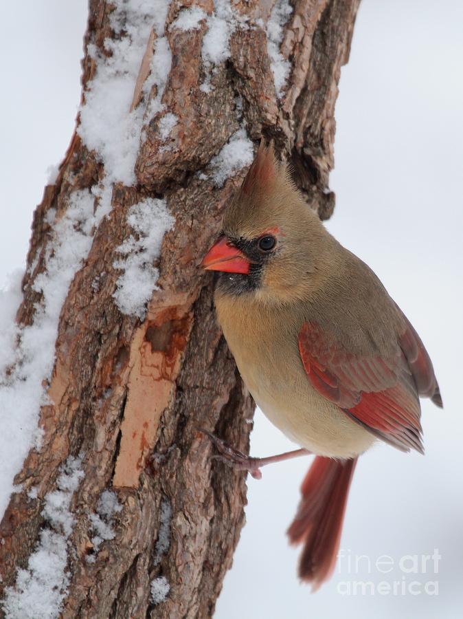 Northern Cardinal #305 Photograph by Jack R Brock
