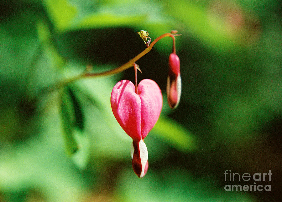 Spring Photograph - #306 6 Bleeding Hearts Film.jpg #306 by Robin Lee Mccarthy Photography