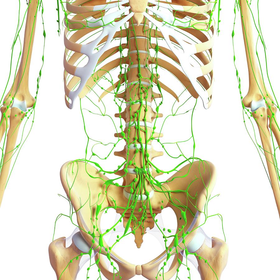 Лимфатическая система 3д